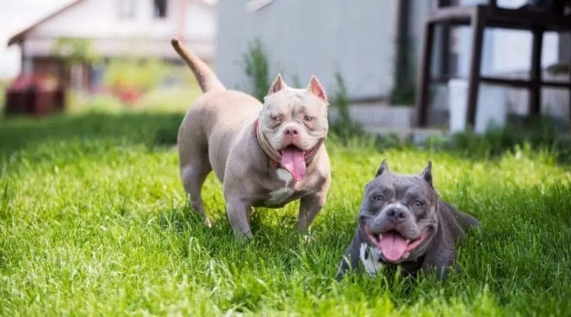The American Bully Dog Breeds: A Comprehensive Guide
