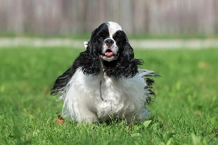 The Ultimate Guide to American Cocker Spaniel Dog Breeds: Origins, Care, and FAQs