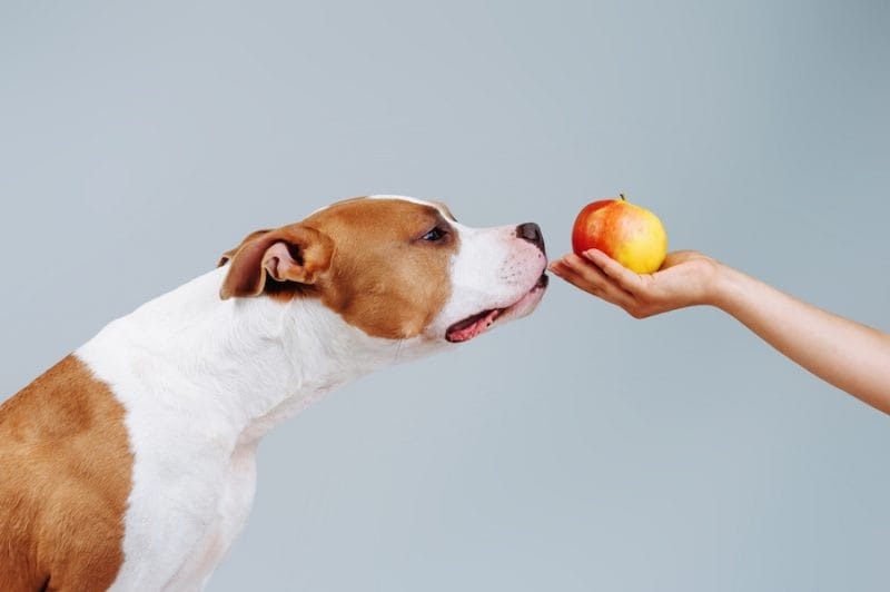 Can Dogs Eat Apples? A Comprehensive Guide on Apples for Dogs