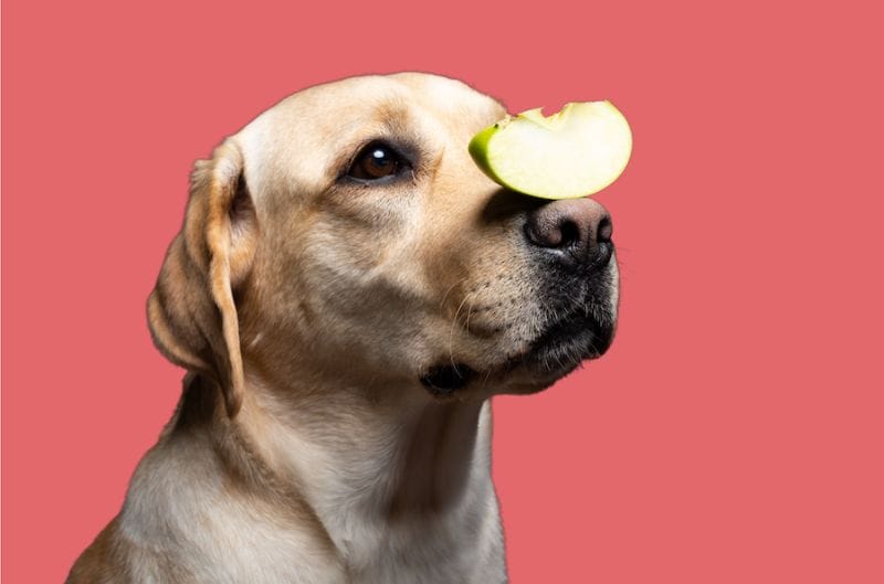 How Much Apples Can Dogs Eat?