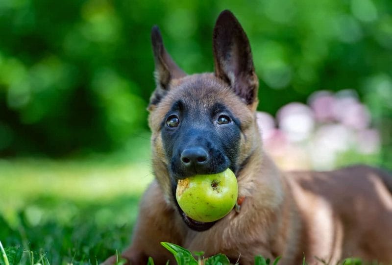 How to Feed Apples to Dogs?