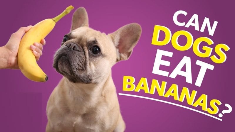How much bananas can dogs eat?