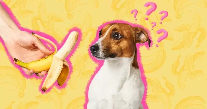 Can Dogs Eat Bananas? The Complete Guide To Feeding Your Dog Bananas