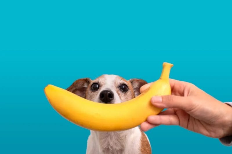 Benefits of bananas to dogs
