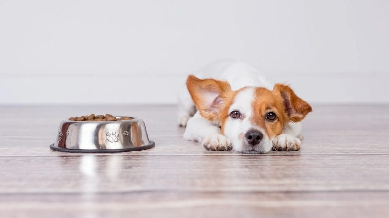 Can Dogs Eat Black Rice? A Comprehensive Guide