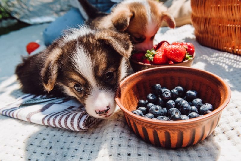 How Much Blueberries Can Dogs Eat?