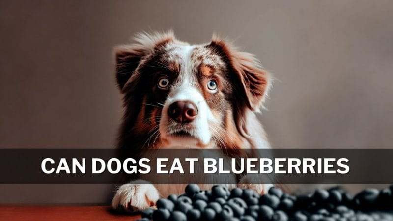 Can Dogs Eat Blueberries? The Science and Benefits Behind Feeding Your Dog Blueberries