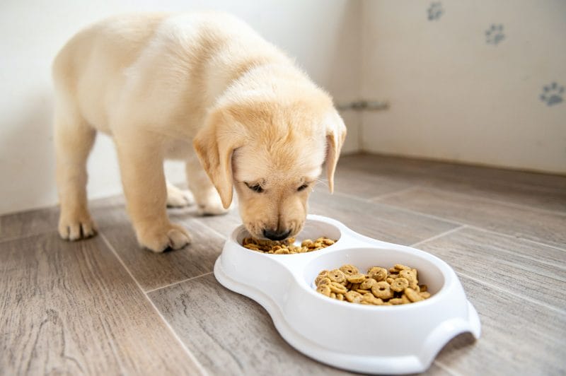 Can Dogs Eat Chex Mix? Understanding the Risks and Benefits
