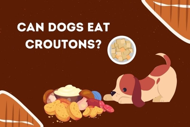 Can Dogs Eat Croutons? A Deeper Look into Your Dog's Diet