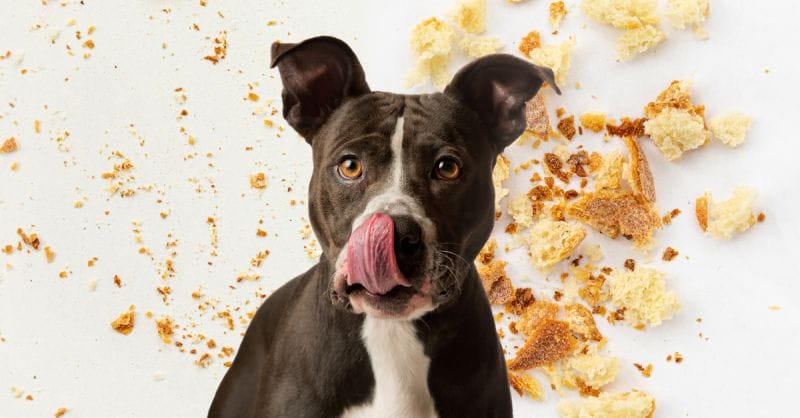 How Much Croutons Can Dogs Eat?
