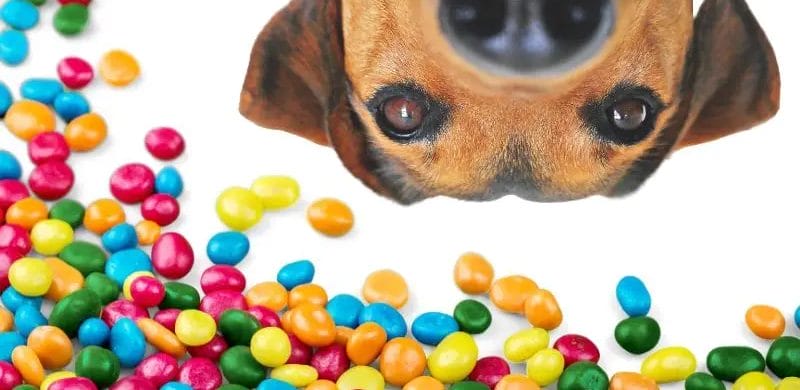 Can Dogs Eat Gushers? The Unexpected Truth & Notice of Caution for Pet Owners