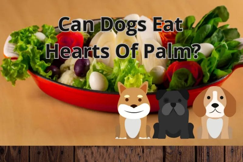 Can Dogs Eat Hearts of Palm? The Most Comprehensive Guide About Health Care & Feeding