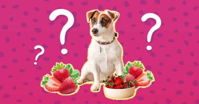 Can Dogs Eat Strawberries? A Comprehensive Insight Into Berry Benefits