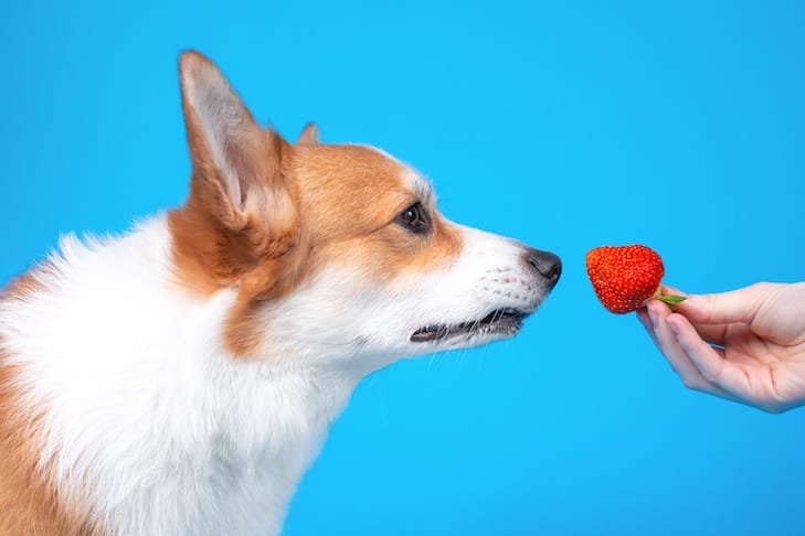 How much strawberries can dogs eat?