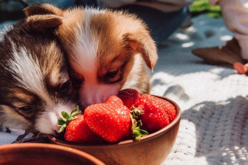 How much strawberries can dogs eat?