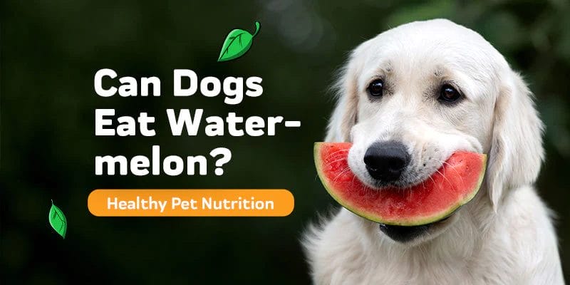 Is Watermelon Safe for Dogs?