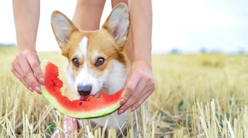 How Much Watermelon Can Dogs Eat?