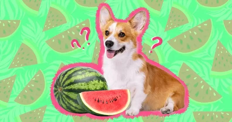 Can Dogs Eat Watermelon? A Detailed Examination on Safety and Benefits