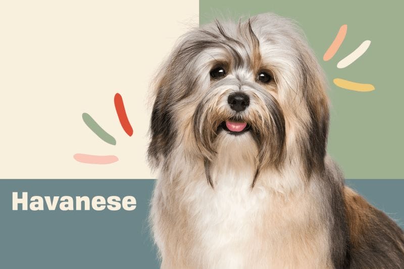 The Havanese Dog Breed: A Charming Companion
