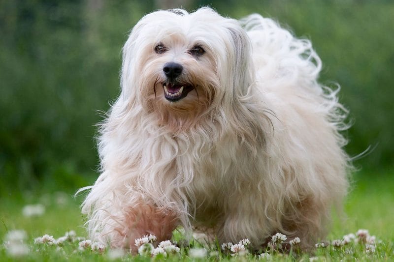 How to Take Care of a Havanese