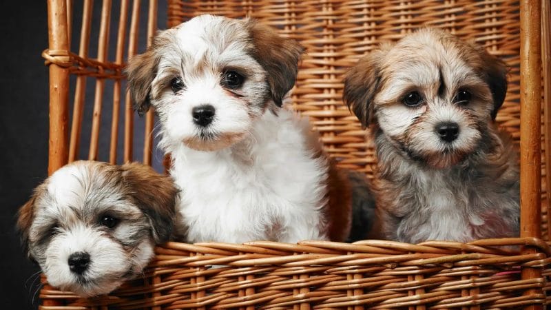 How to Buy/Adopt a Havanese