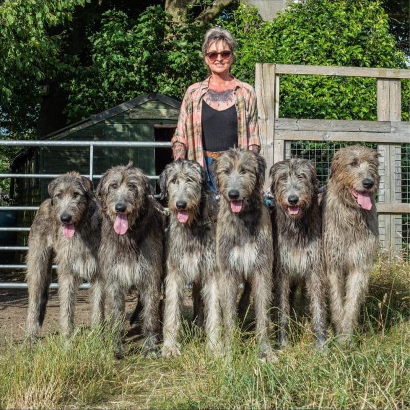 How to Take Care of an Irish Wolfhound