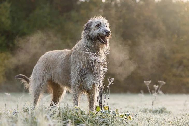 The Majestic Irish Wolfhound Dog Breeds