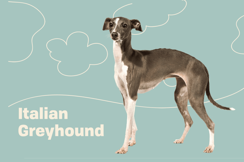 The Italian Greyhound Dog Breed: A Graceful and Gentle Companion