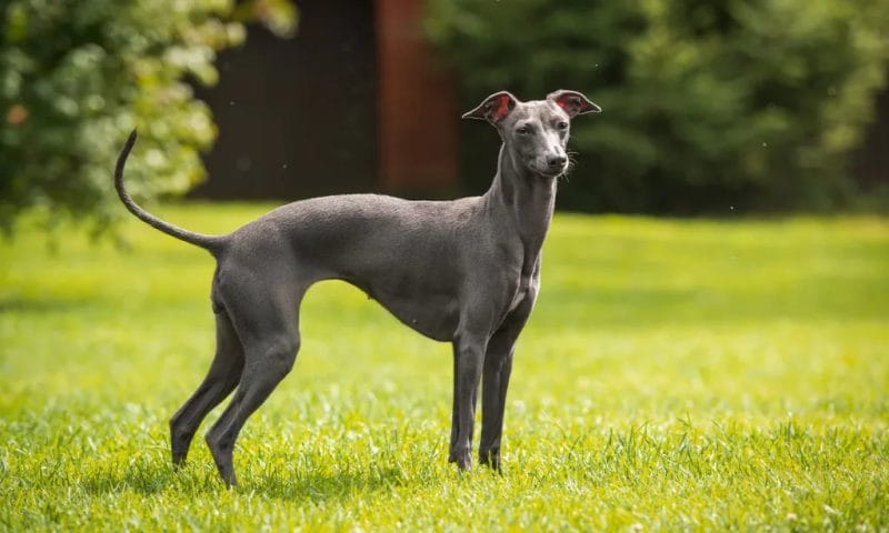 Common Names for Italian Greyhounds