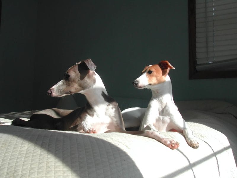 How to Prepare for an Italian Greyhound's Life