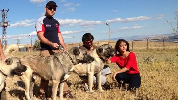 Caring for a Kangal
