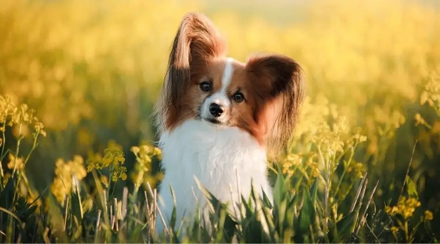 Introduction Papillon Dog Breed