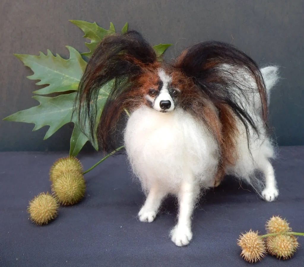 Caring for a Papillon