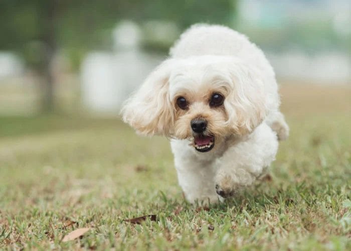 How to Prepare for a Shih-Poo's Life