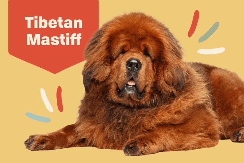 Tibetan Mastiff Dog Breeds: Origins, Care, and FAQs