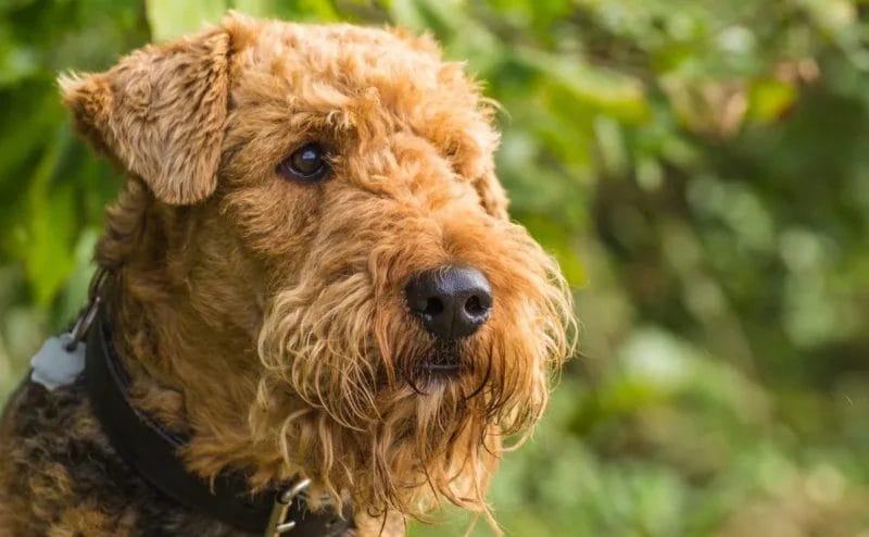 Introduction The Bold and Brave Airedale Terrier Dog Breed