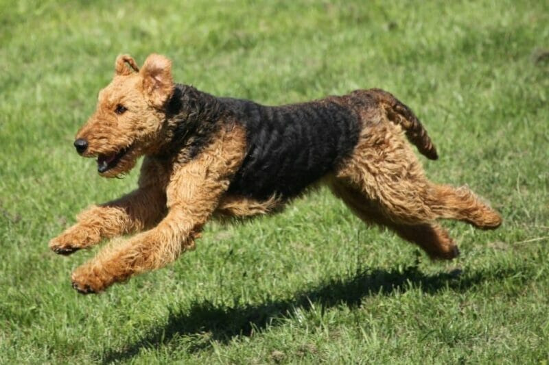 Caring for an Airedale Terrier