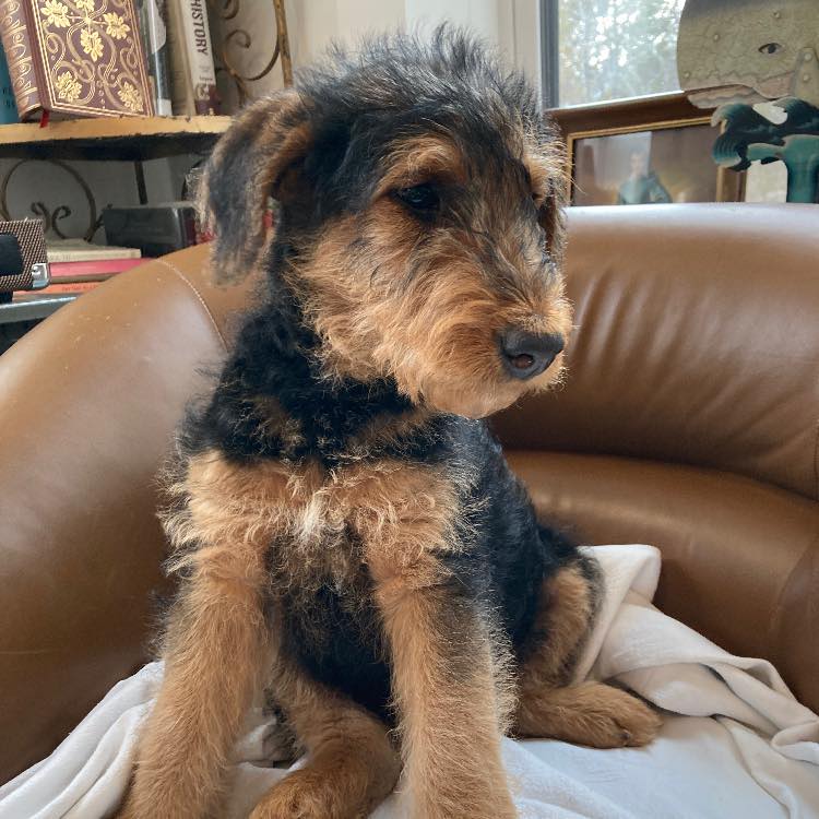 Finding an Airedale Terrier