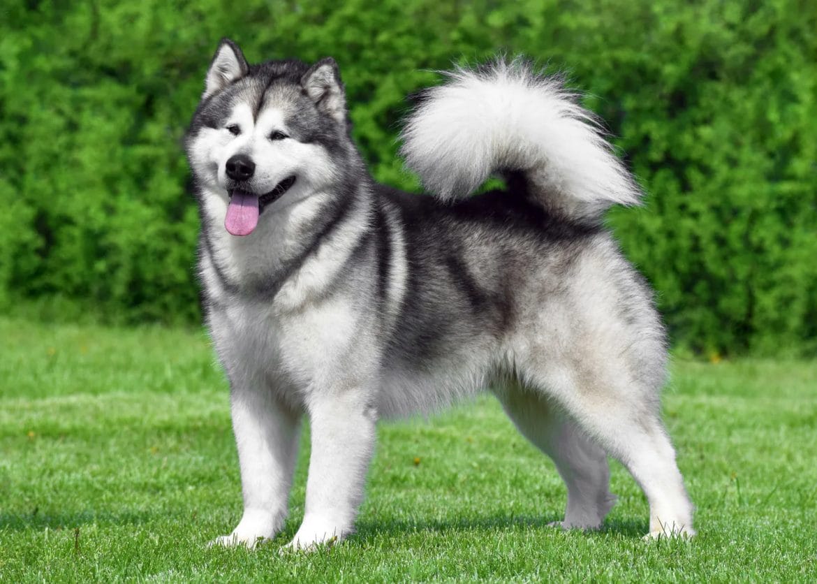 Unveiling the Alaskan Malamute: Insights into This Arctic Powerhouse