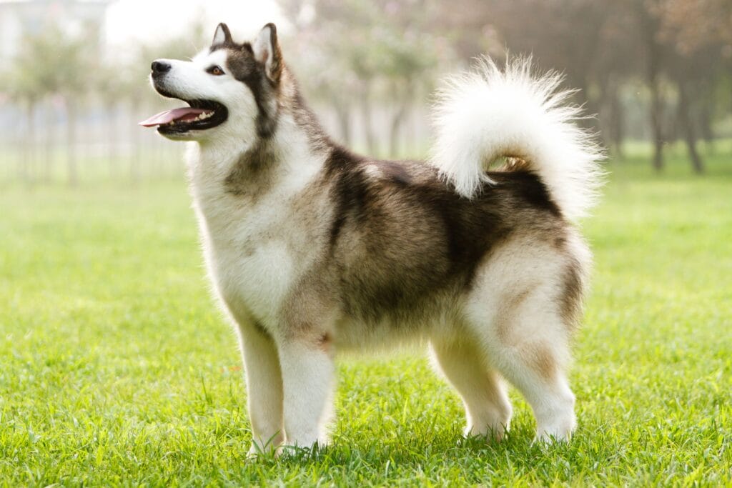 Caring for a Malamute