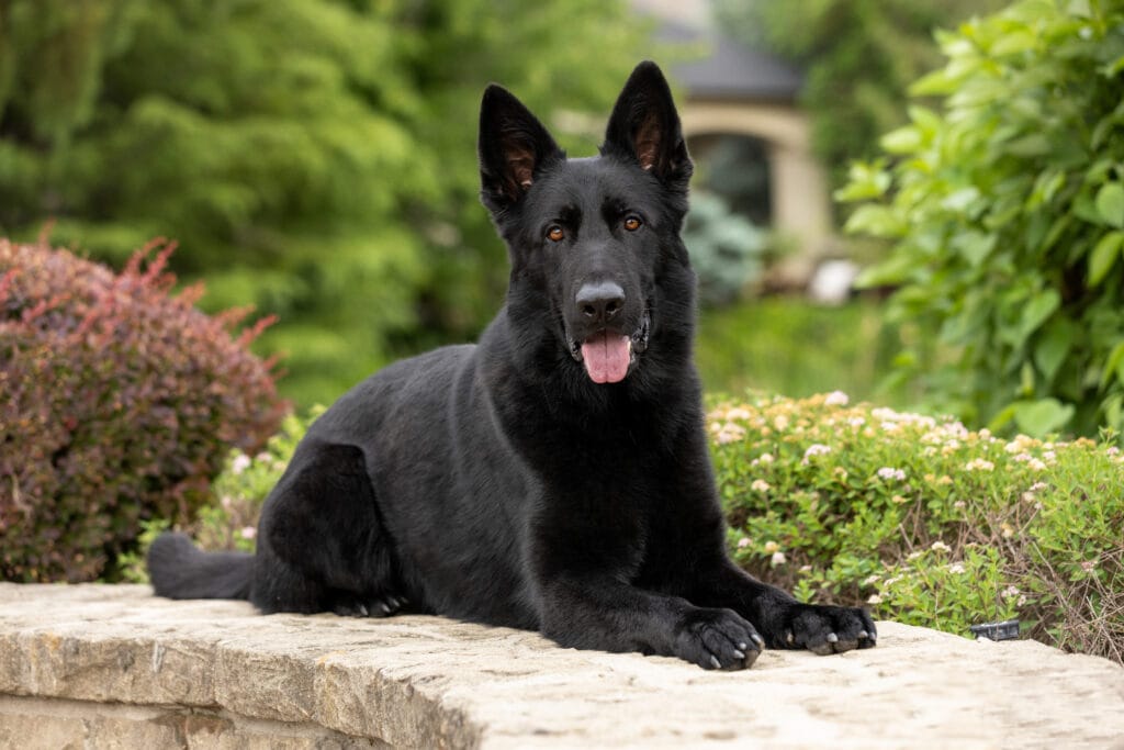 Exploring the World of Black German Shepherds: Myths and Facts