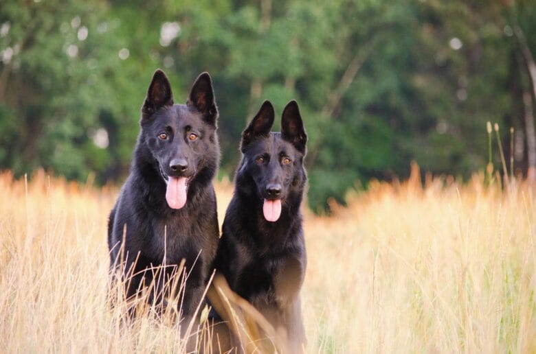 Unveiling the Black German Shepherd: Dispelling Myths and Unveiling Facts