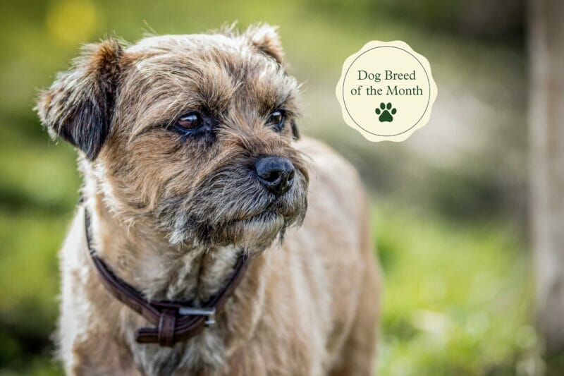 Introduction Border Terrier Dog Breed