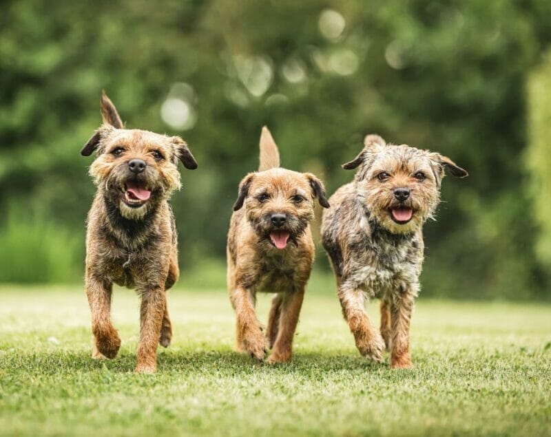 Finding a Border Terrier