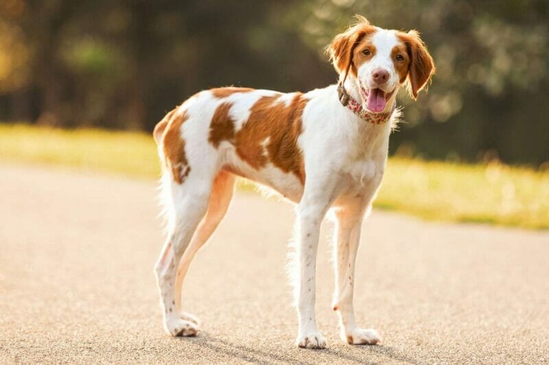 Caring for a Brittany Spaniel