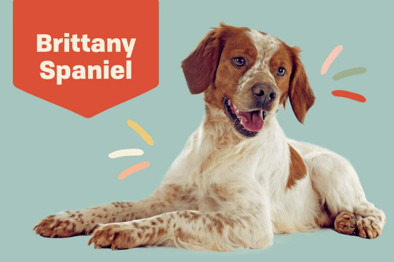 Introduction Brittany Spaniel Dog Breed