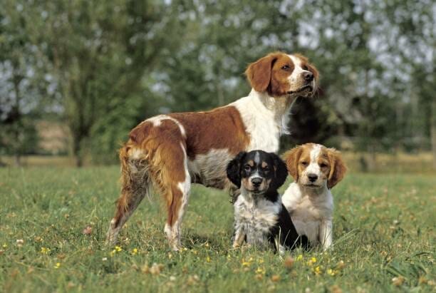 Finding a Brittany Spaniel