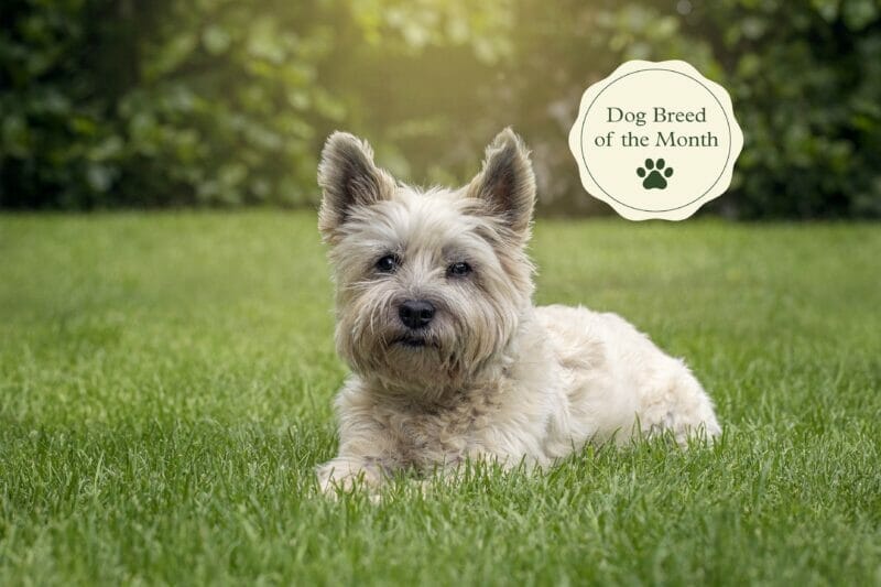Introduction The Spirited Cairn Terrier Dog Breed