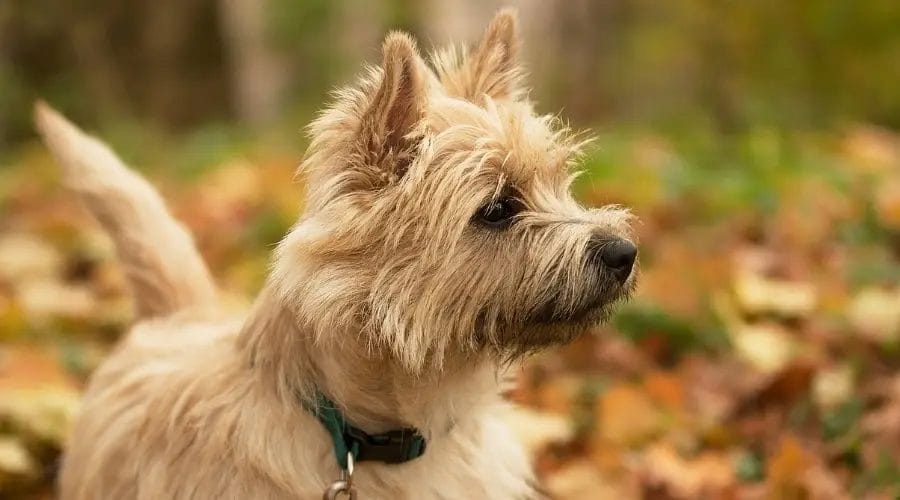 Caring for a Cairn Terrier