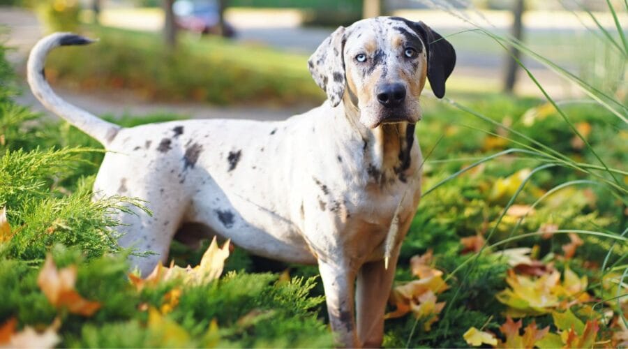 Sharing the Wonders of Catahoula Dogs: Louisiana’s Colorful Companions